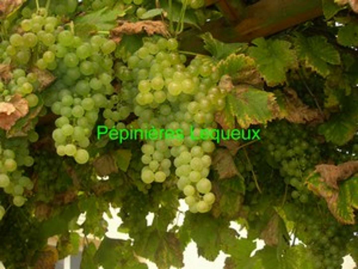 CHASSELAS